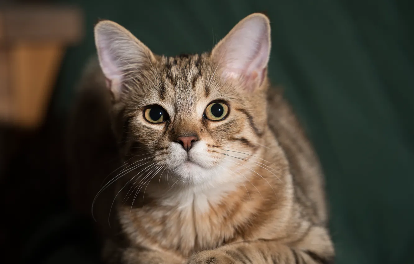 Photo wallpaper cat, look, muzzle