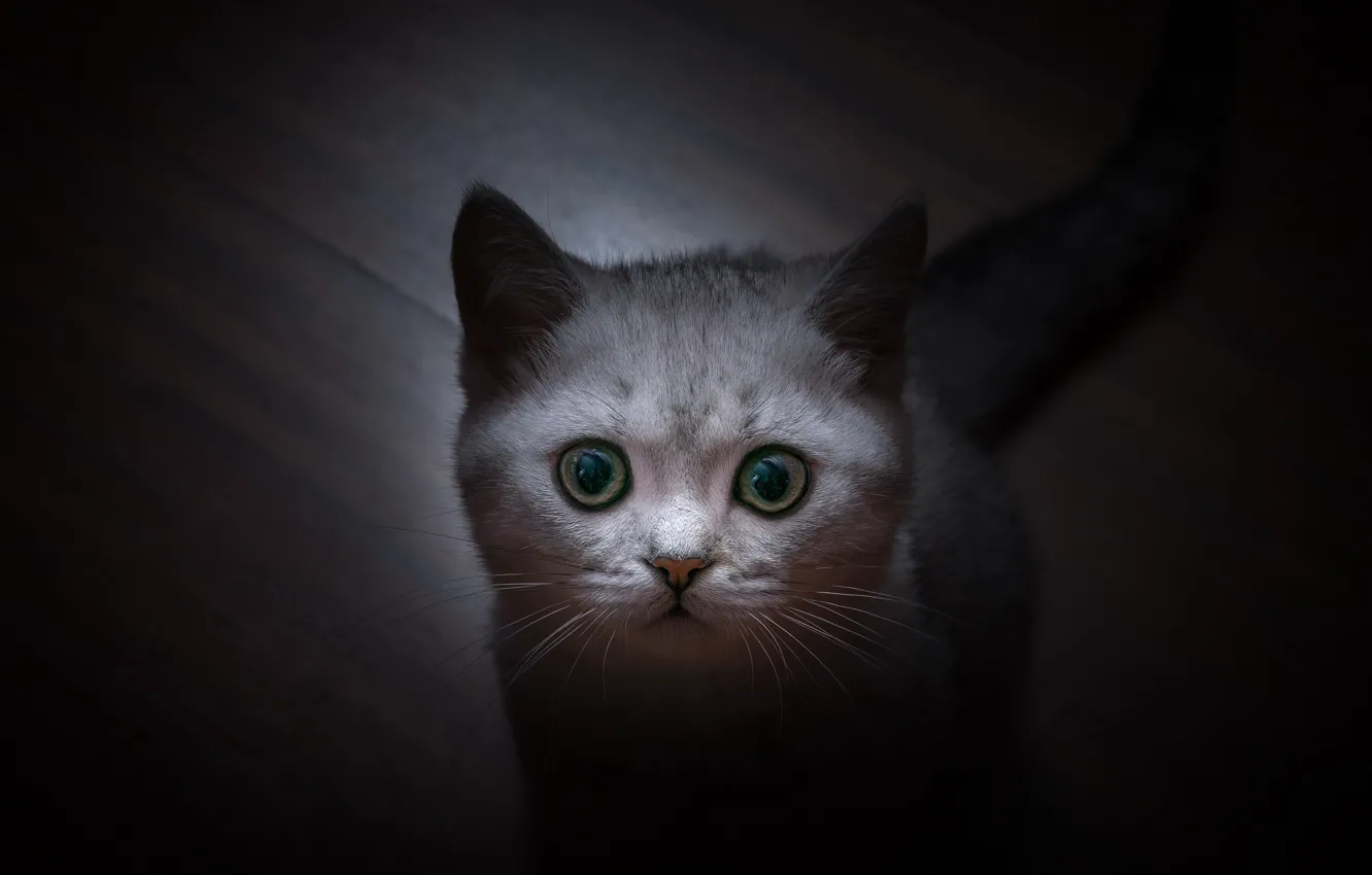 Photo wallpaper cat, eyes, cat, mustache, look, face, British Shorthair