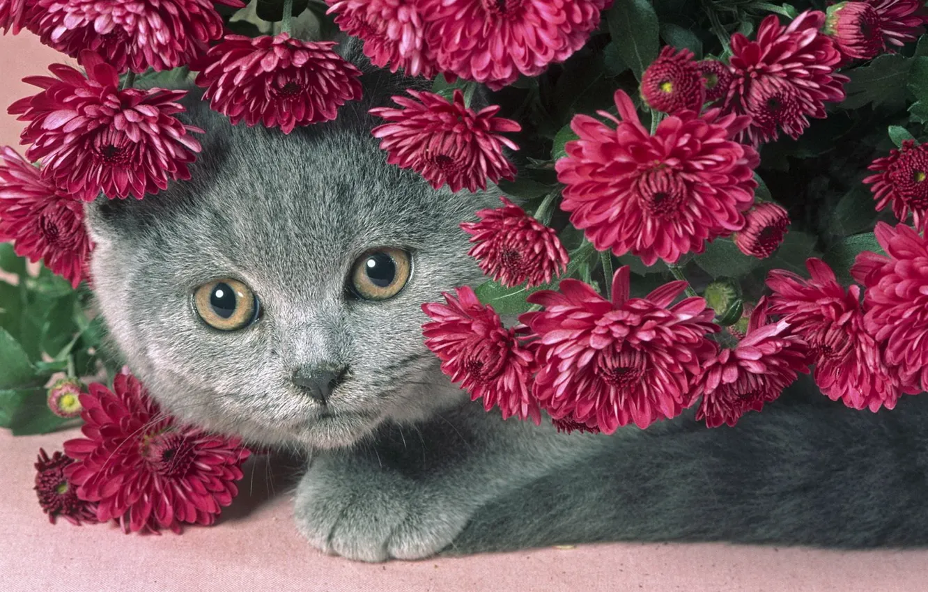 Photo wallpaper cat, flowers, grey, beautiful, chubby kitty, purple