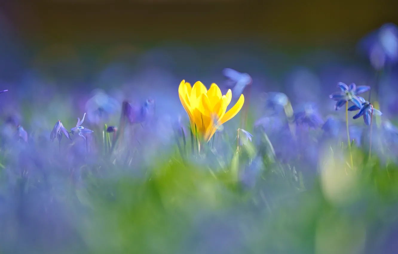 Photo wallpaper flowers, yellow, blue, glade, blur, spring, crocuses, bokeh