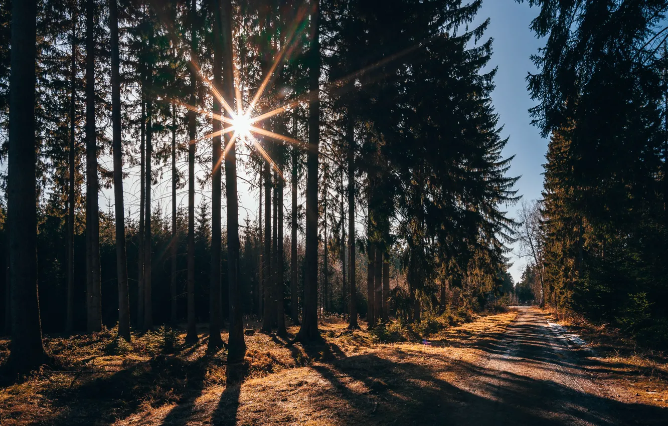 Photo wallpaper road, forest, the sun, rays, trees, spring