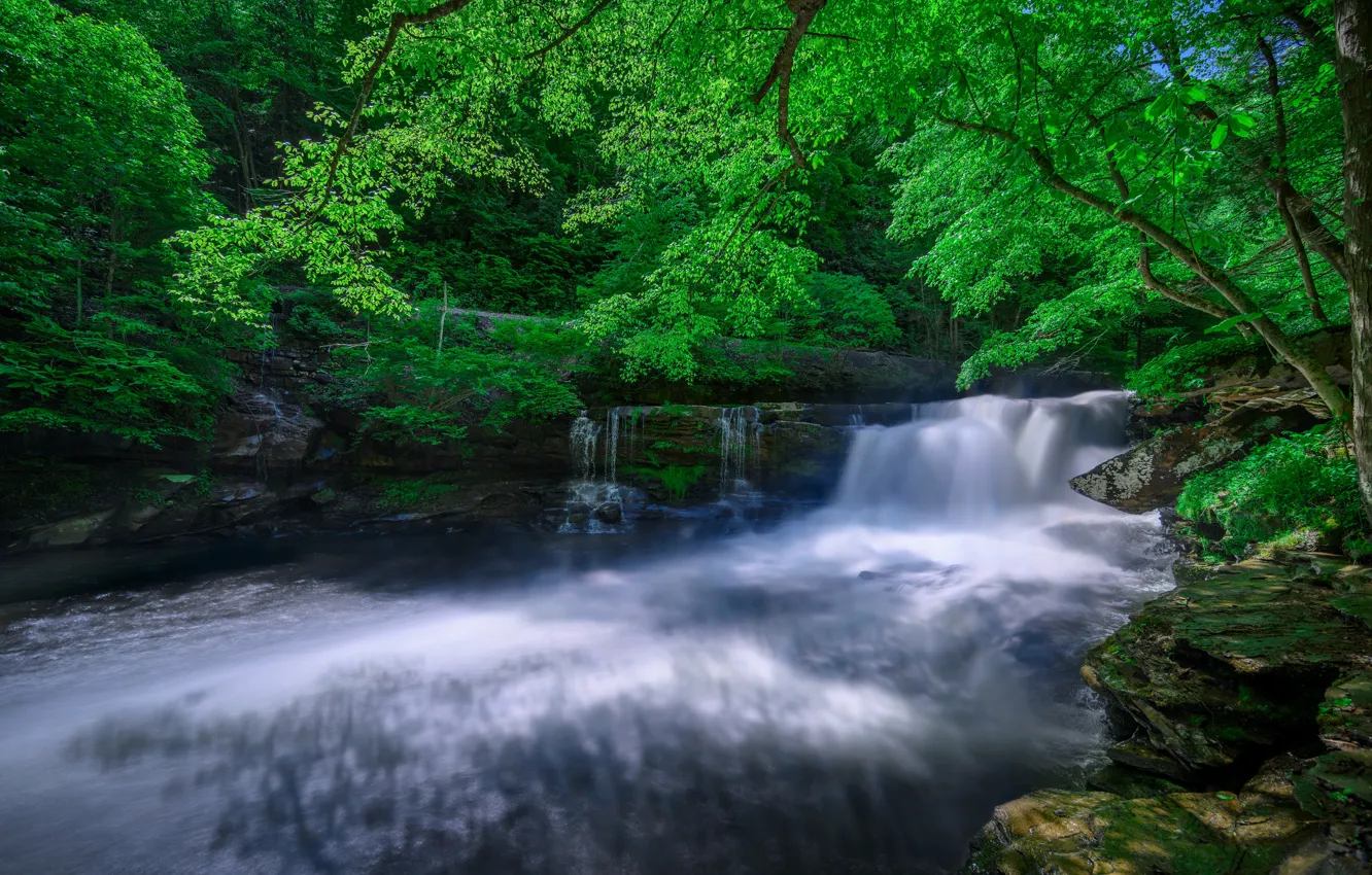 Photo wallpaper forest, river, waterfall, stream, thresholds