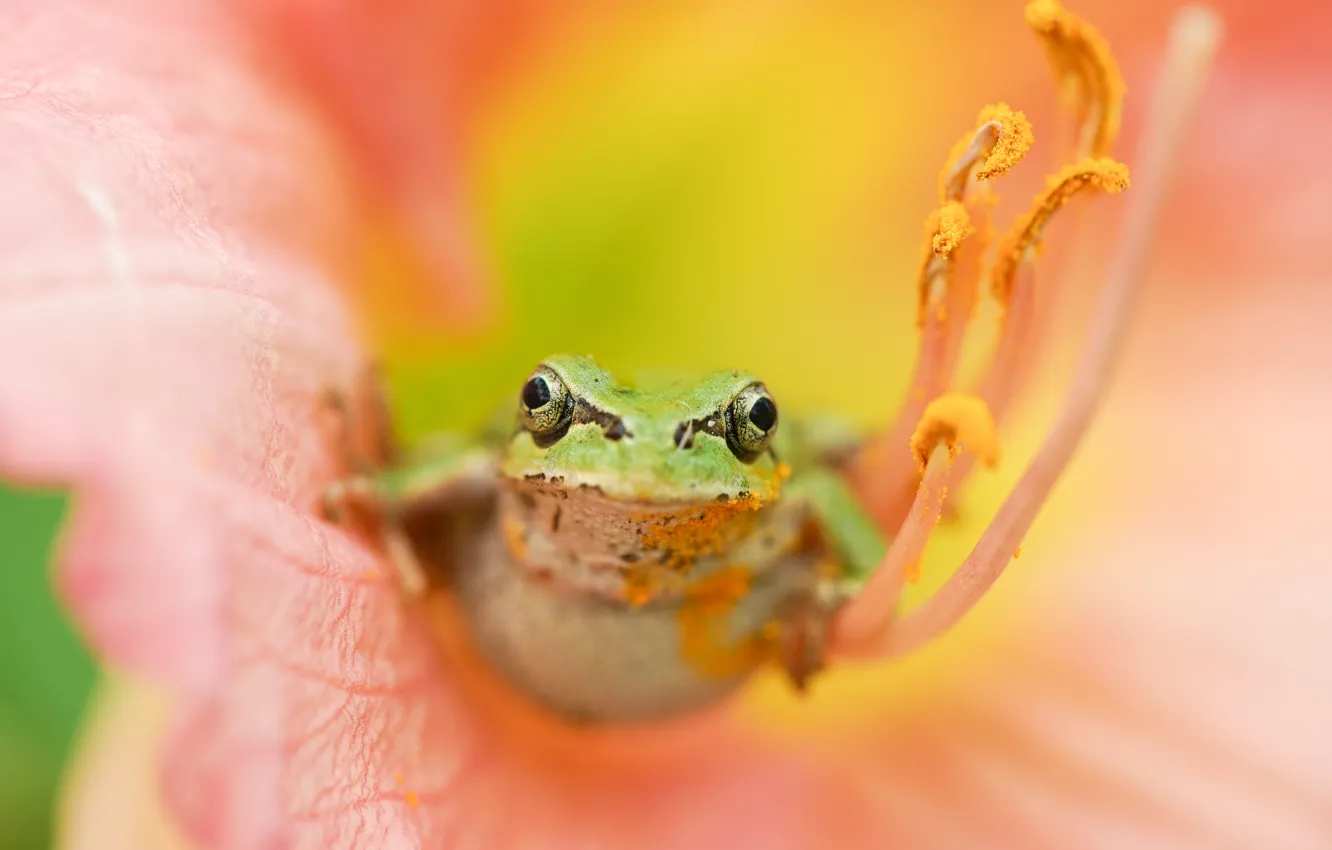 Photo wallpaper flower, nature, frog