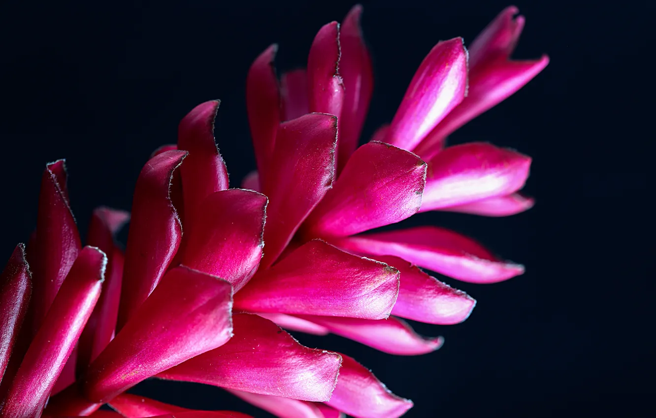 Photo wallpaper macro, flowers, petals, black background, preroga