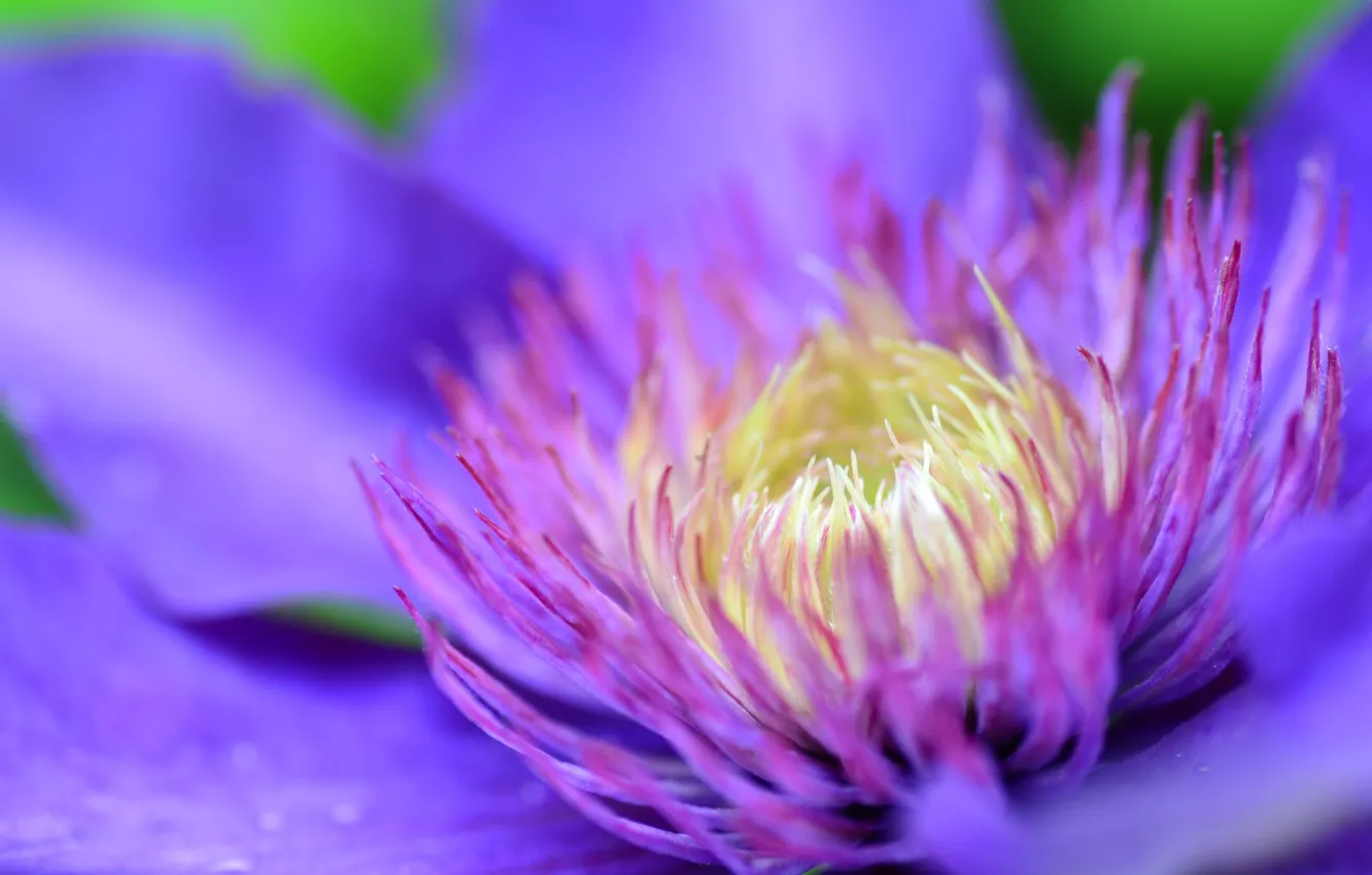 Photo wallpaper macro, clematis, clematis