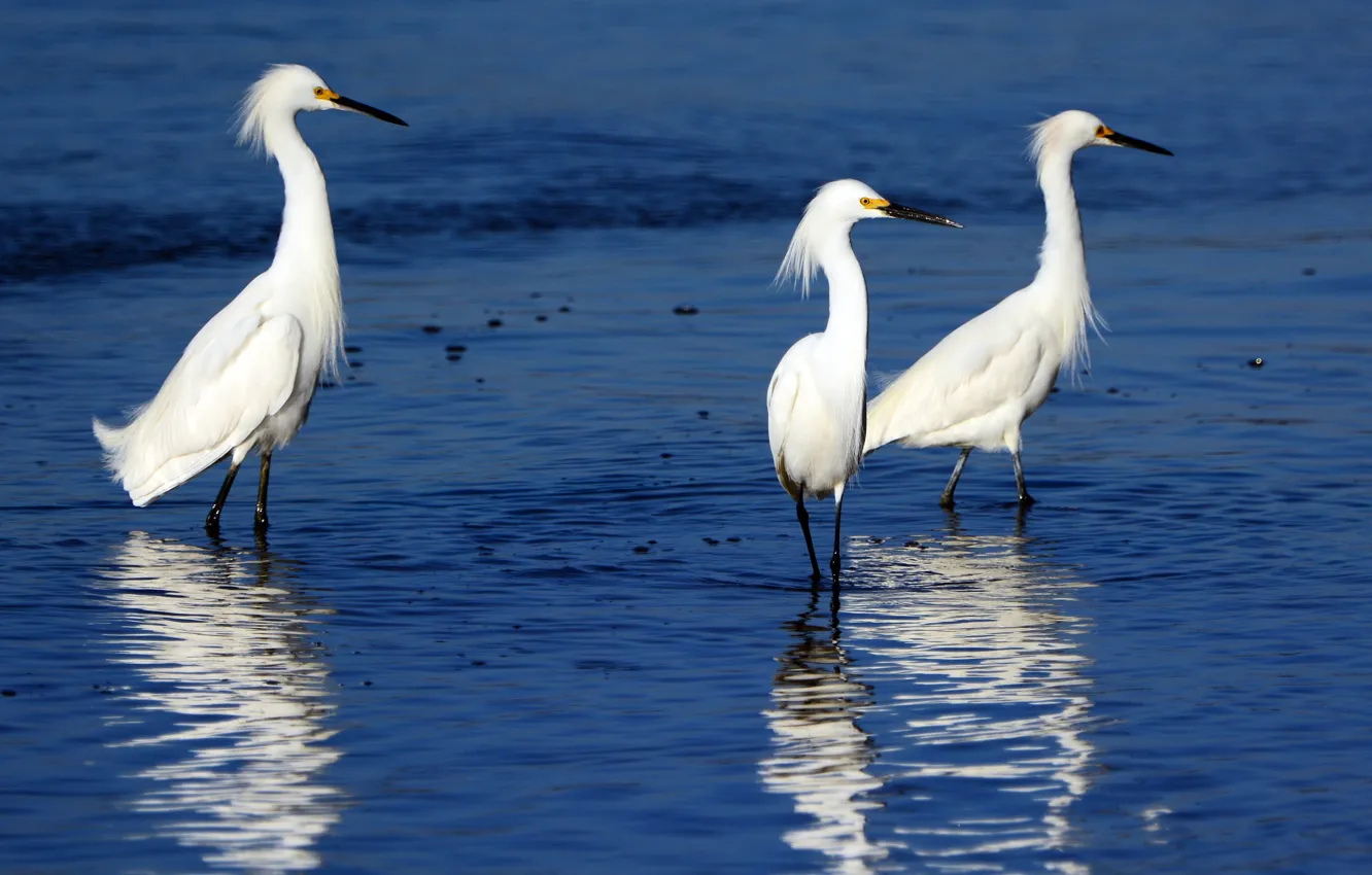 Photo wallpaper water, blue, bird, white, trio, pond, three, Heron