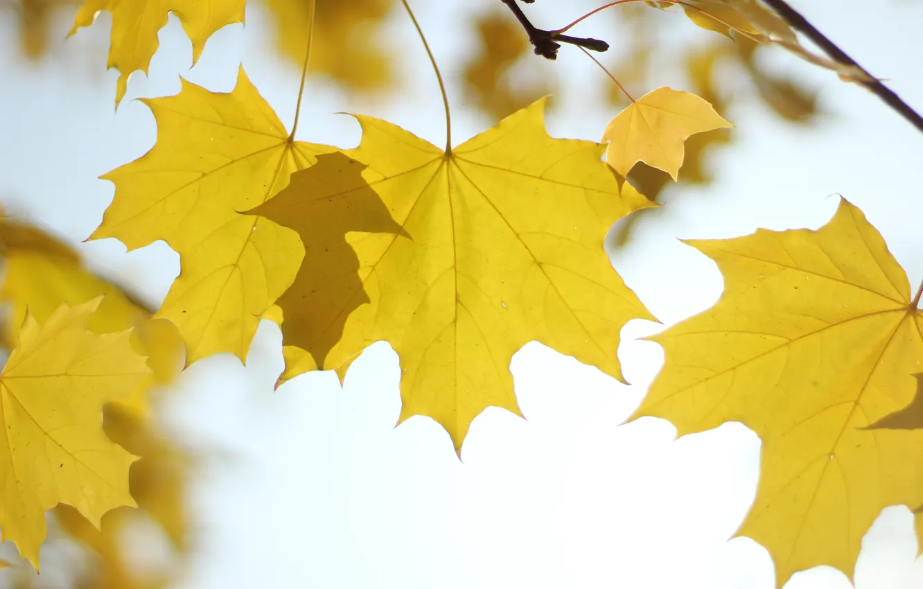 Photo wallpaper autumn, macro, branches, yellow, foliage, maple, light background, maple
