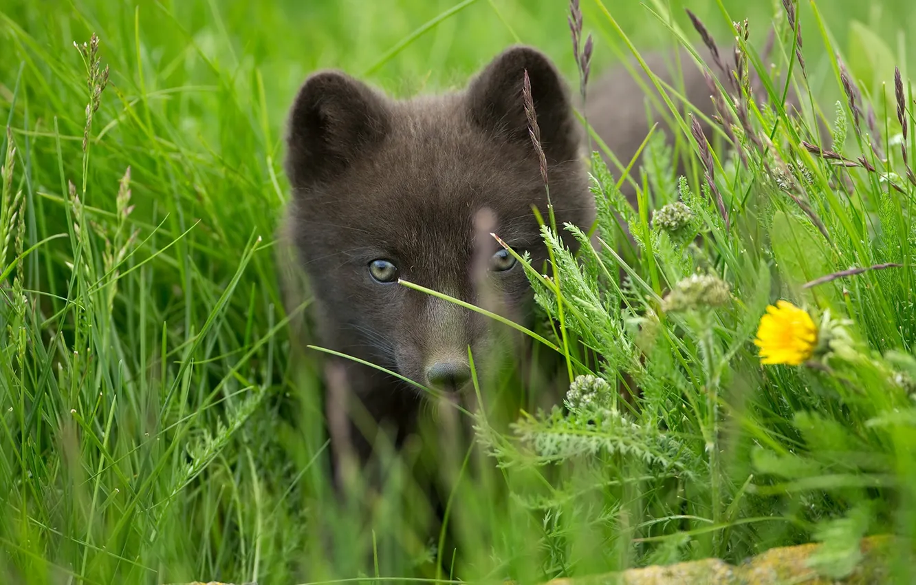 Photo wallpaper greens, grass, look, flowers, grey, glade, portrait, puppy