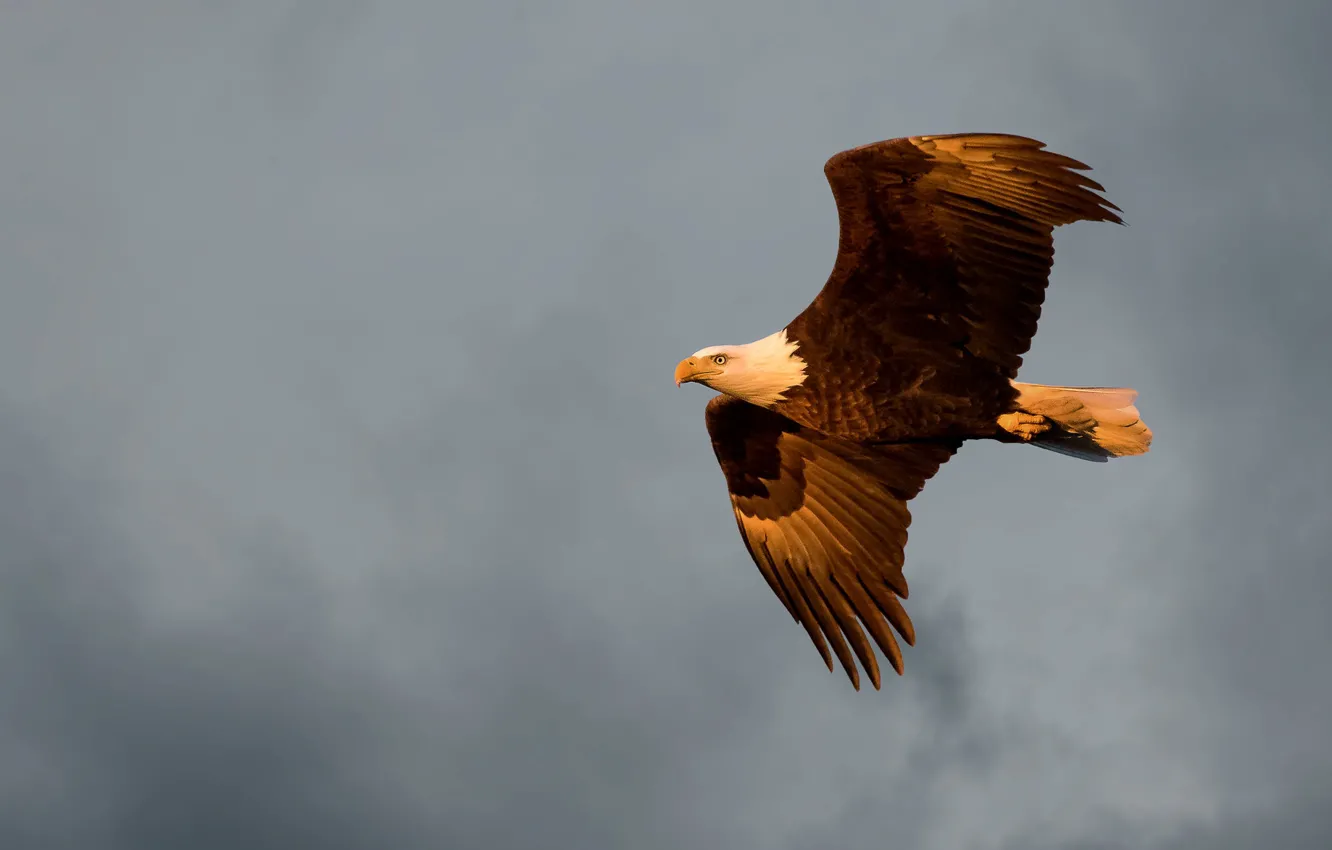 Photo wallpaper the sky, clouds, flight, bird, eagle, wings, predatory, bald eagle