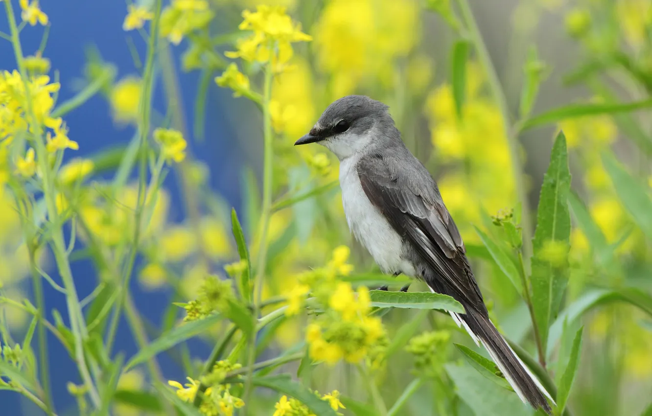Photo wallpaper flowers, yellow, bird, spring, bokeh, rape, grey larvae eater