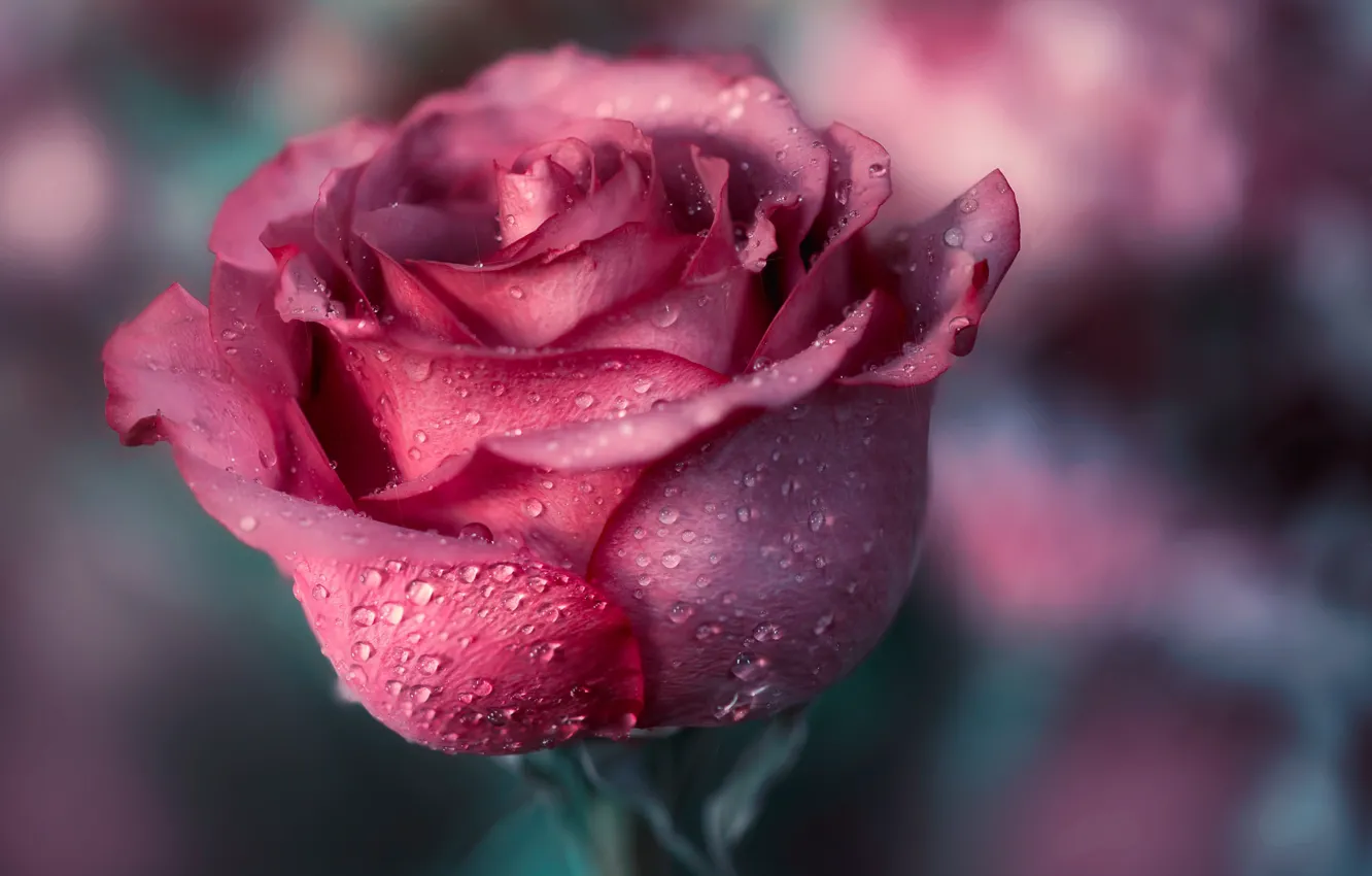 Photo wallpaper roses, water drops, bokeh