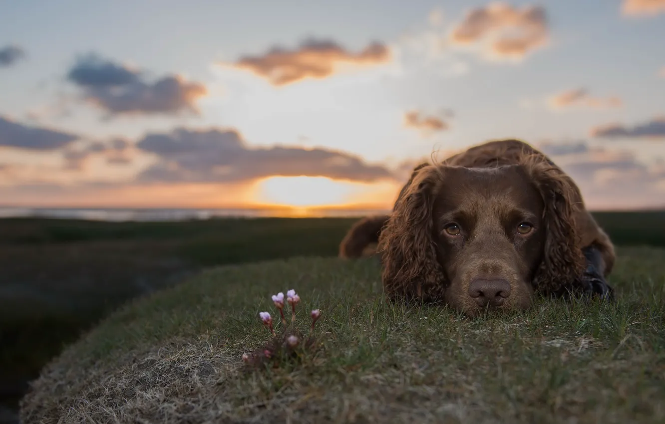 Photo wallpaper look, each, dog