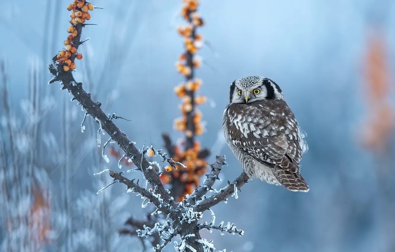 Photo wallpaper winter, frost, look, snow, branches, nature, berries, owl
