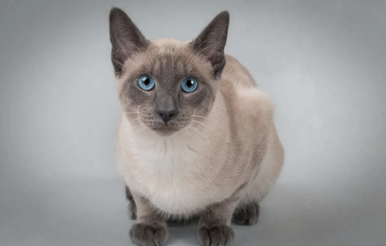Photo wallpaper cat, look, background, portrait, blue eyes, cat, The Thai cat