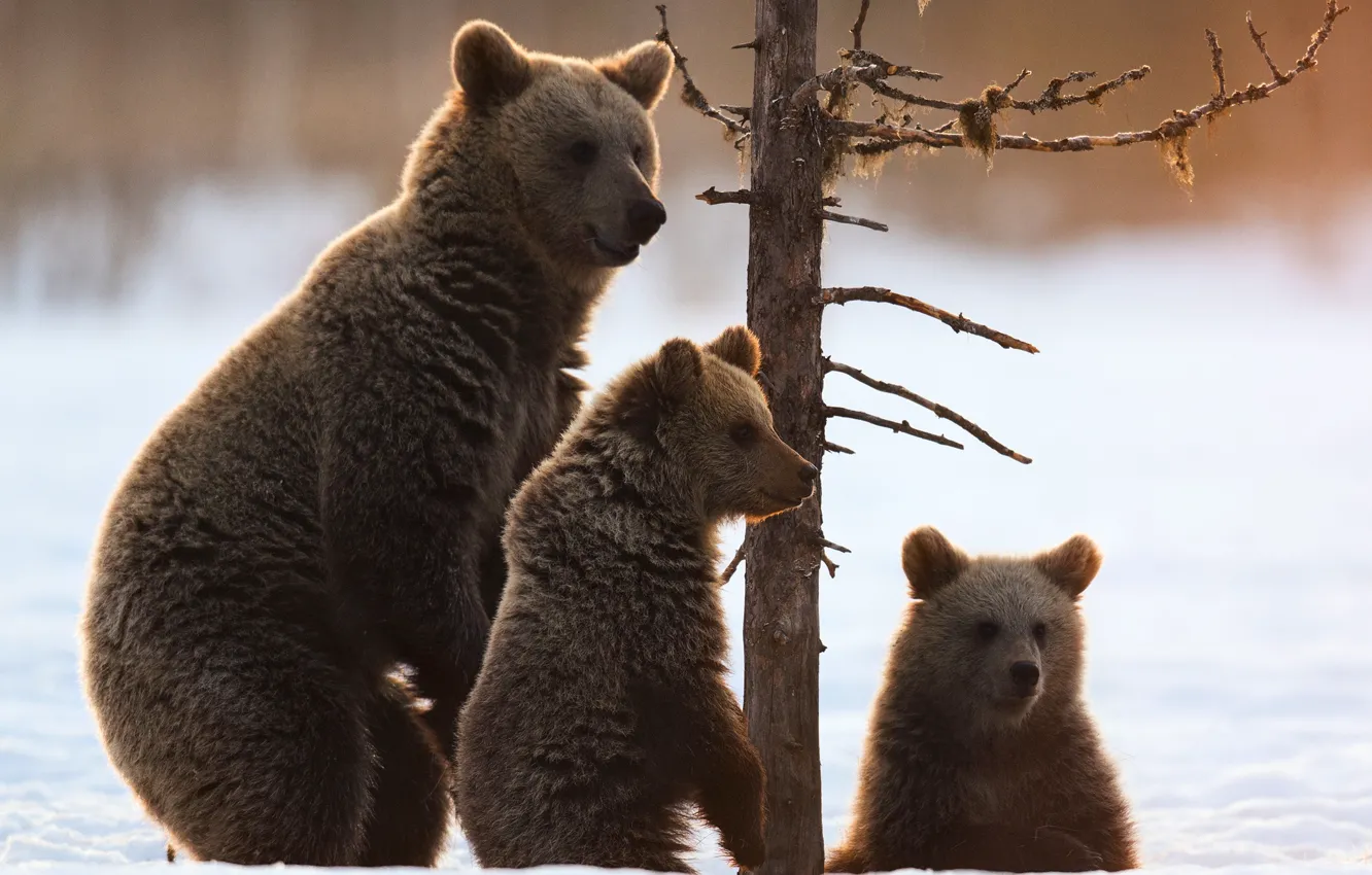 Photo wallpaper snow, tree, bears, bears, bear, the three bears