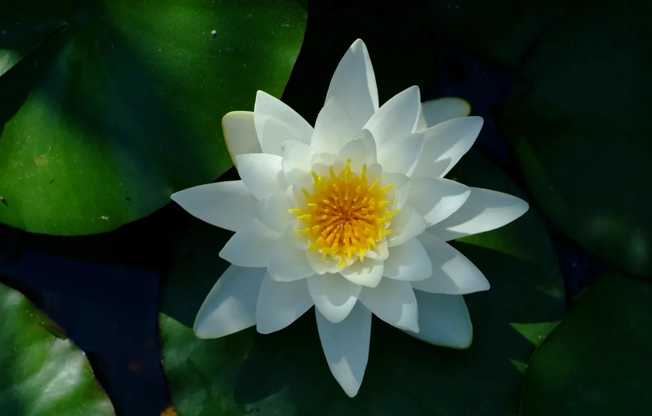 Photo wallpaper water Lily, white flower, water lily, White flower