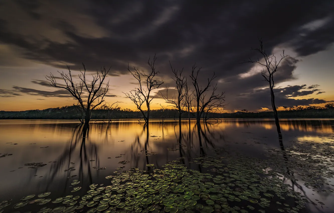 Photo wallpaper leaves, trees, reflection, twilight, pond