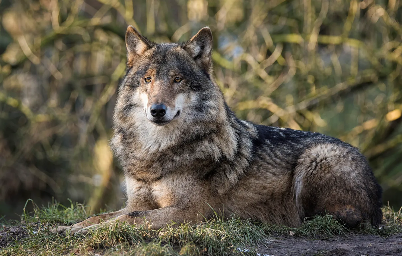 Photo wallpaper look, background, wolf, predator, handsome
