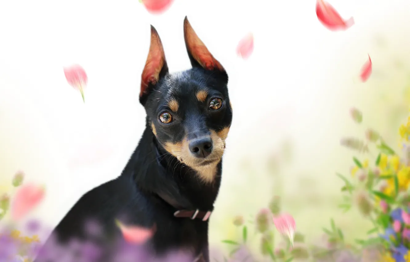 Photo wallpaper look, background, each, petals