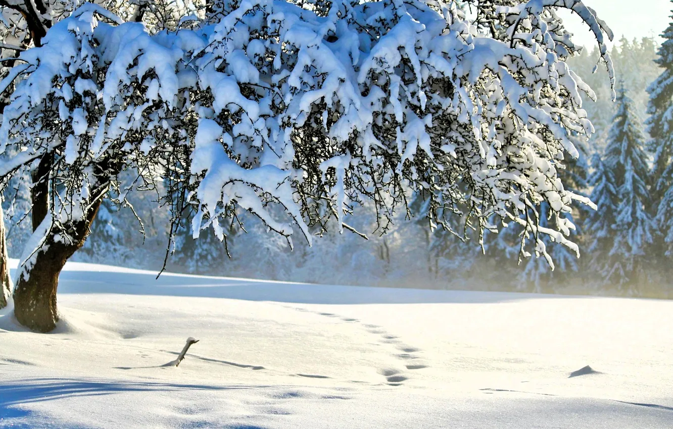 Photo wallpaper traces, snow, winter, trees, forest, glade