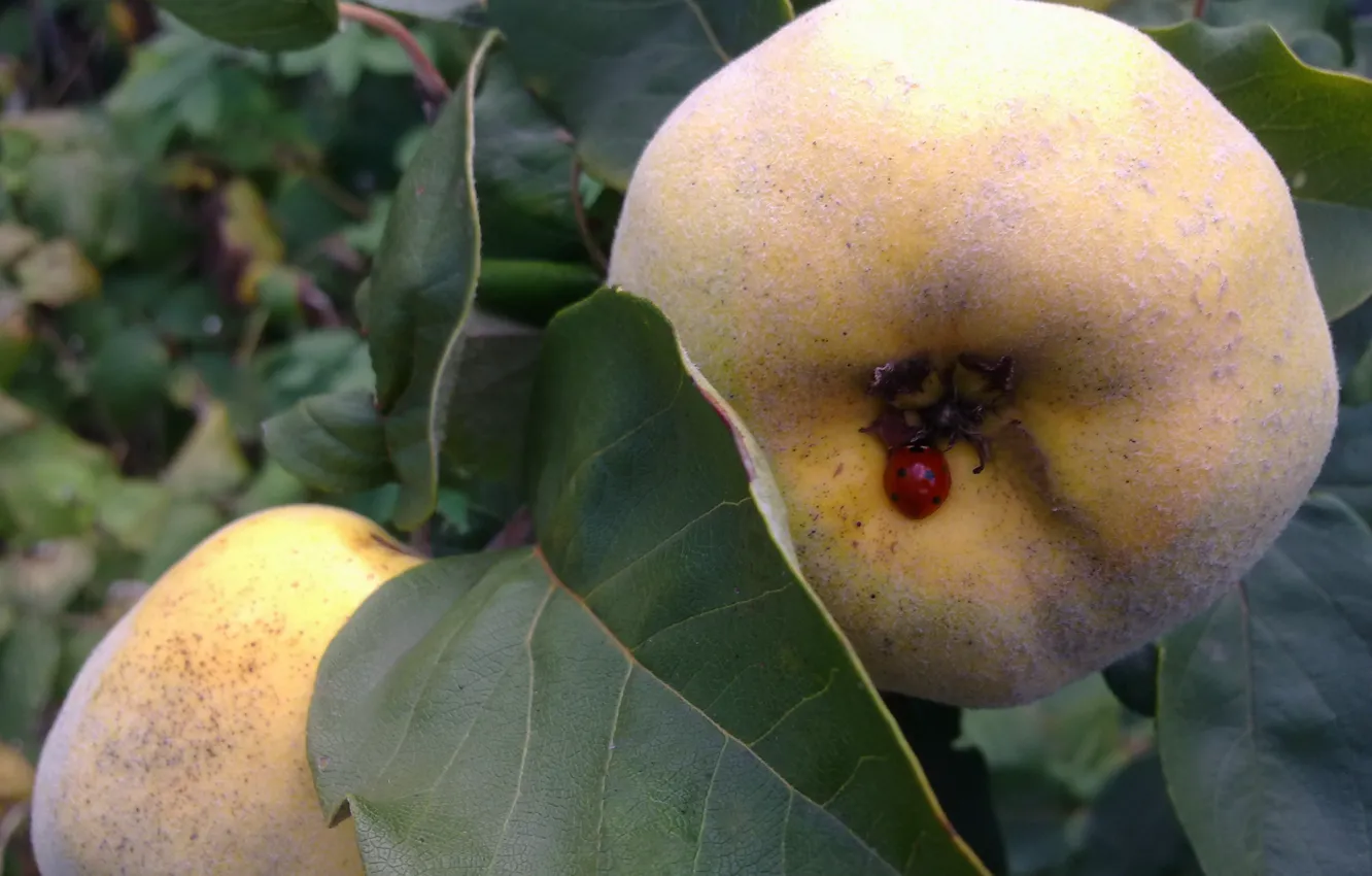 Photo wallpaper leaves, ladybug, September, quince