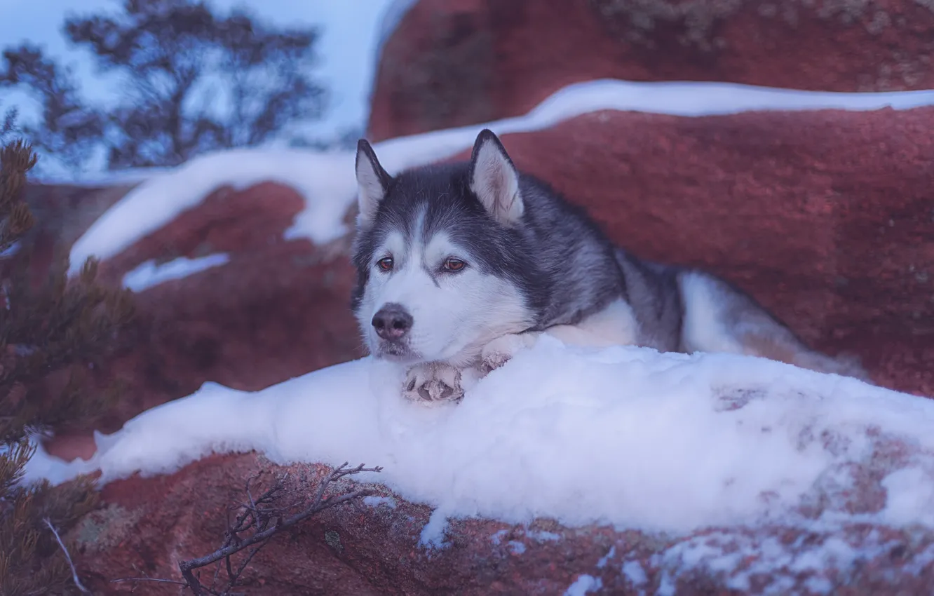 Photo wallpaper look, face, snow, dog, Alaskan Malamute