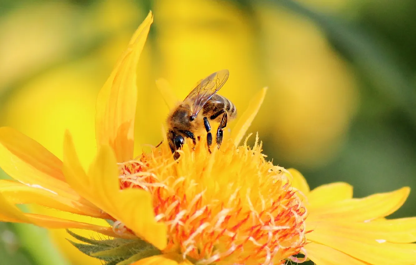 Photo wallpaper bee, Flower, insect, kosmeya