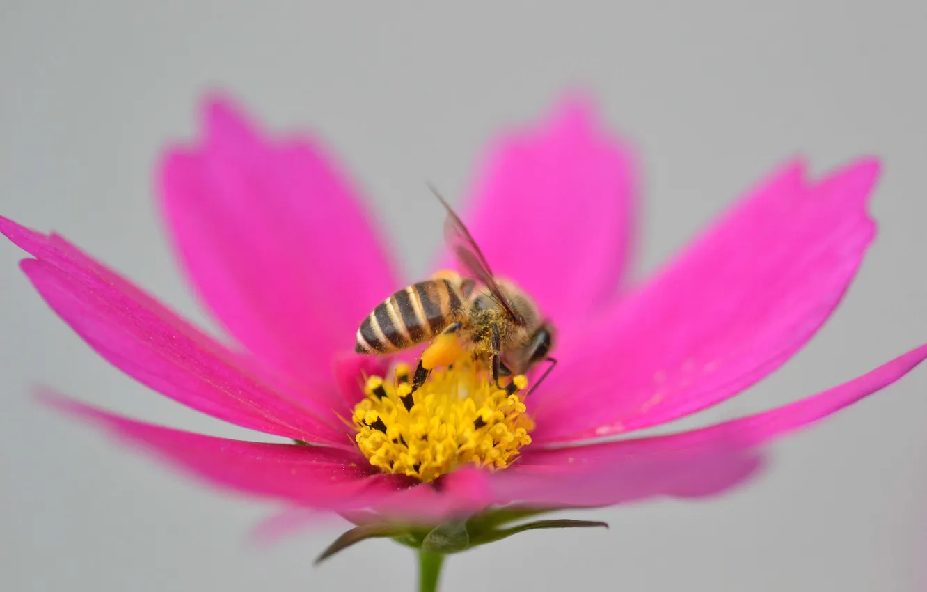 Photo wallpaper flower, bee, petals, insect, kosmeya