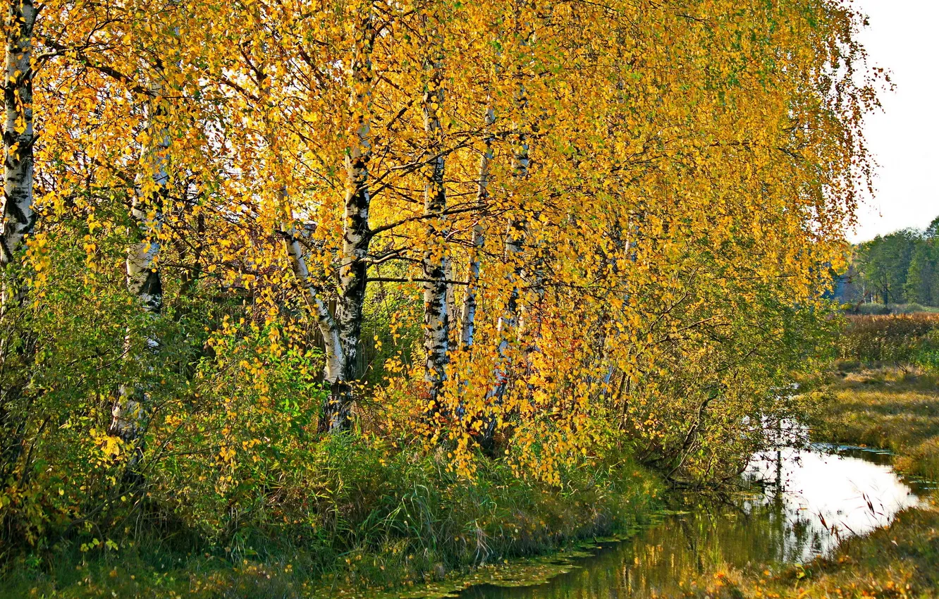 Photo wallpaper autumn, nature, birch