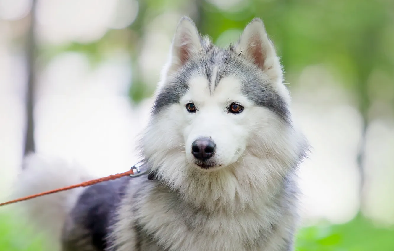 Photo wallpaper look, each, dog