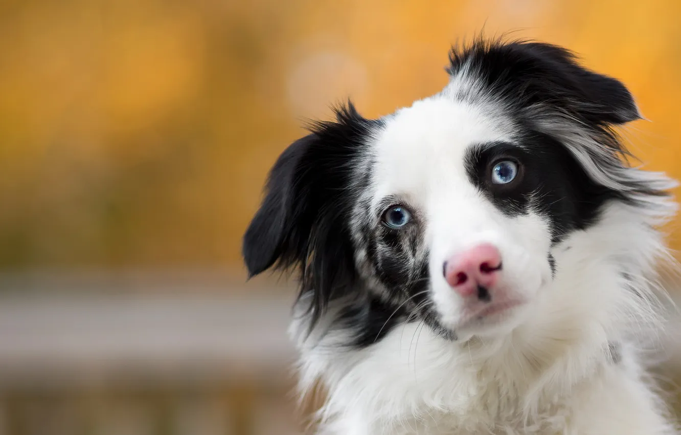 Photo wallpaper look, each, dog