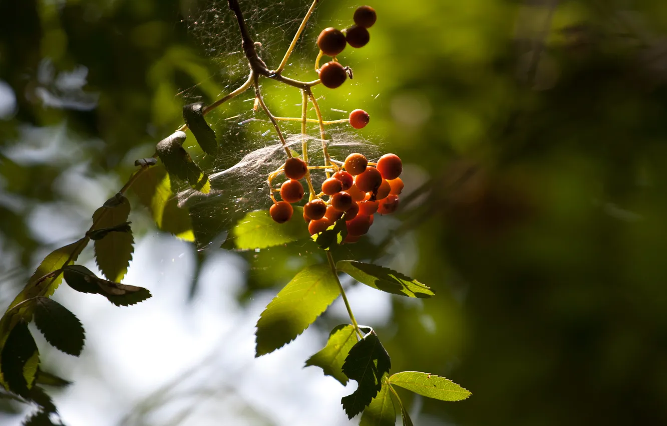 Photo wallpaper greens, leaves, light, foliage, web, Rowan, berry
