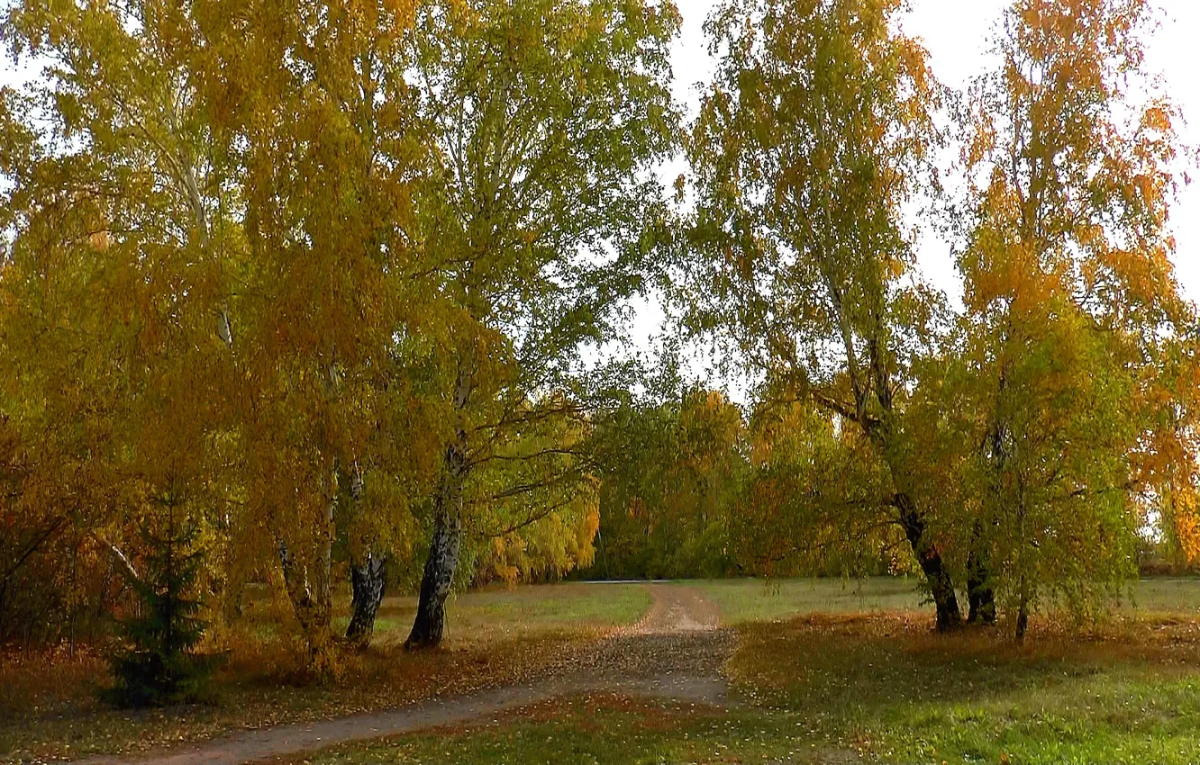 Photo wallpaper road, autumn, forest, Siberia, Birch