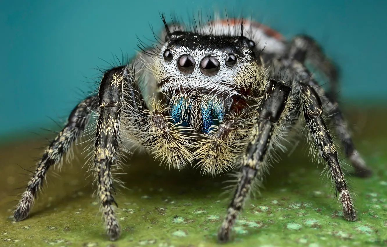 Photo wallpaper eyes, macro, pose, background, legs, spider, hairy, black and white
