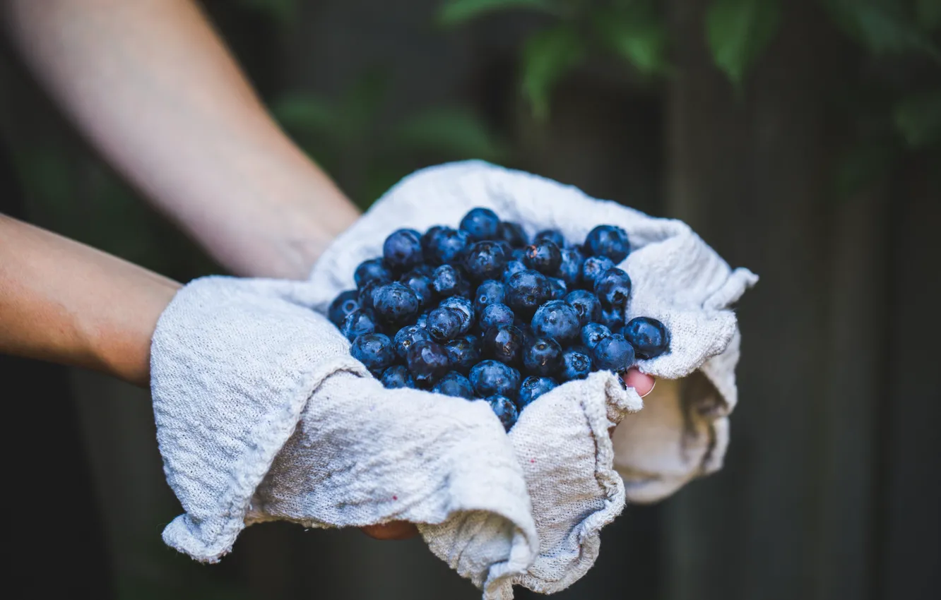 Photo wallpaper berries, the dark background, hands, harvest, blueberries, rag
