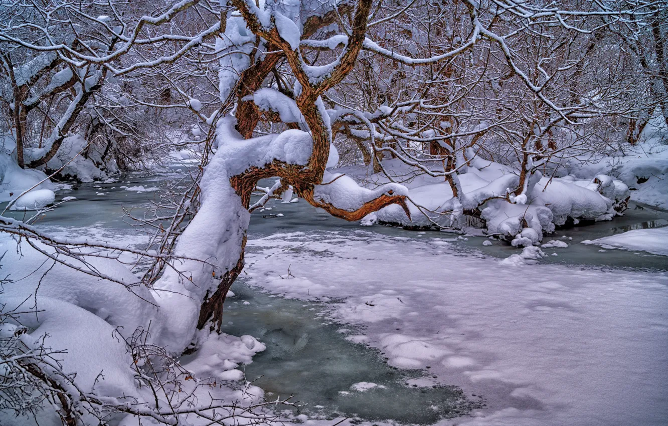 Photo wallpaper winter, forest, snow, trees, branches, river, Japan
