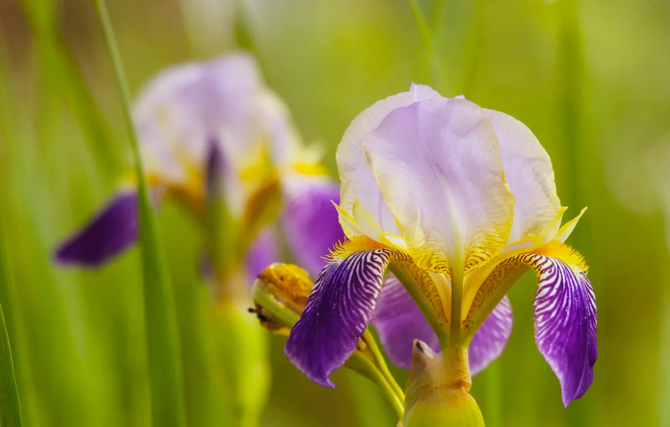 Photo wallpaper lily, blooming, iris