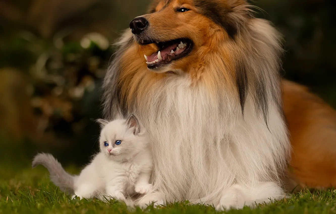 Photo wallpaper cat, white, look, nature, pose, each, together, glade