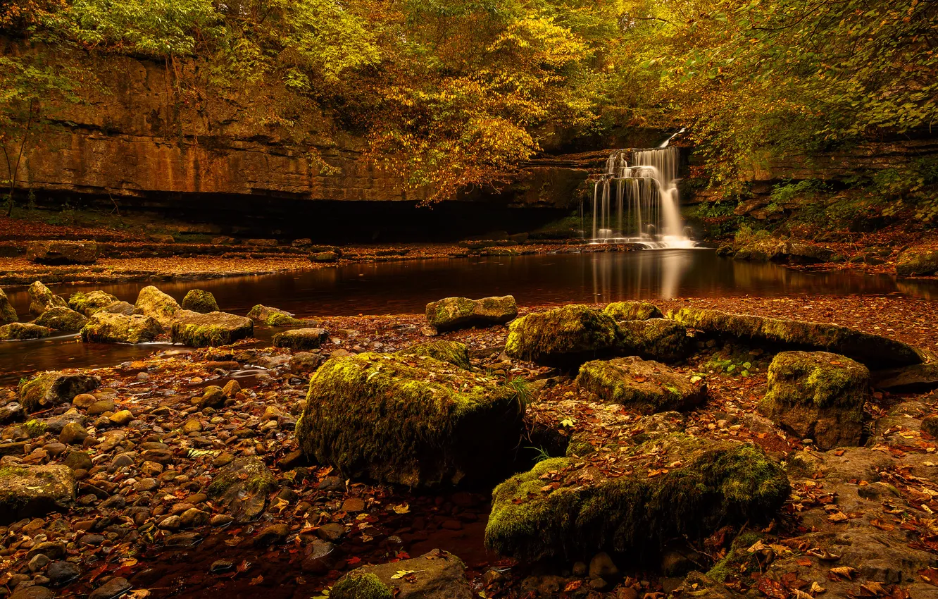 Photo wallpaper forest, trees, rock, stream, stones, waterfall, stream