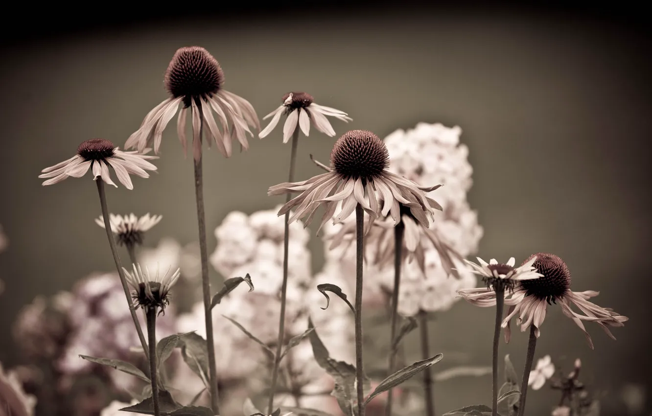 Photo wallpaper flowers, chamomile, meadow