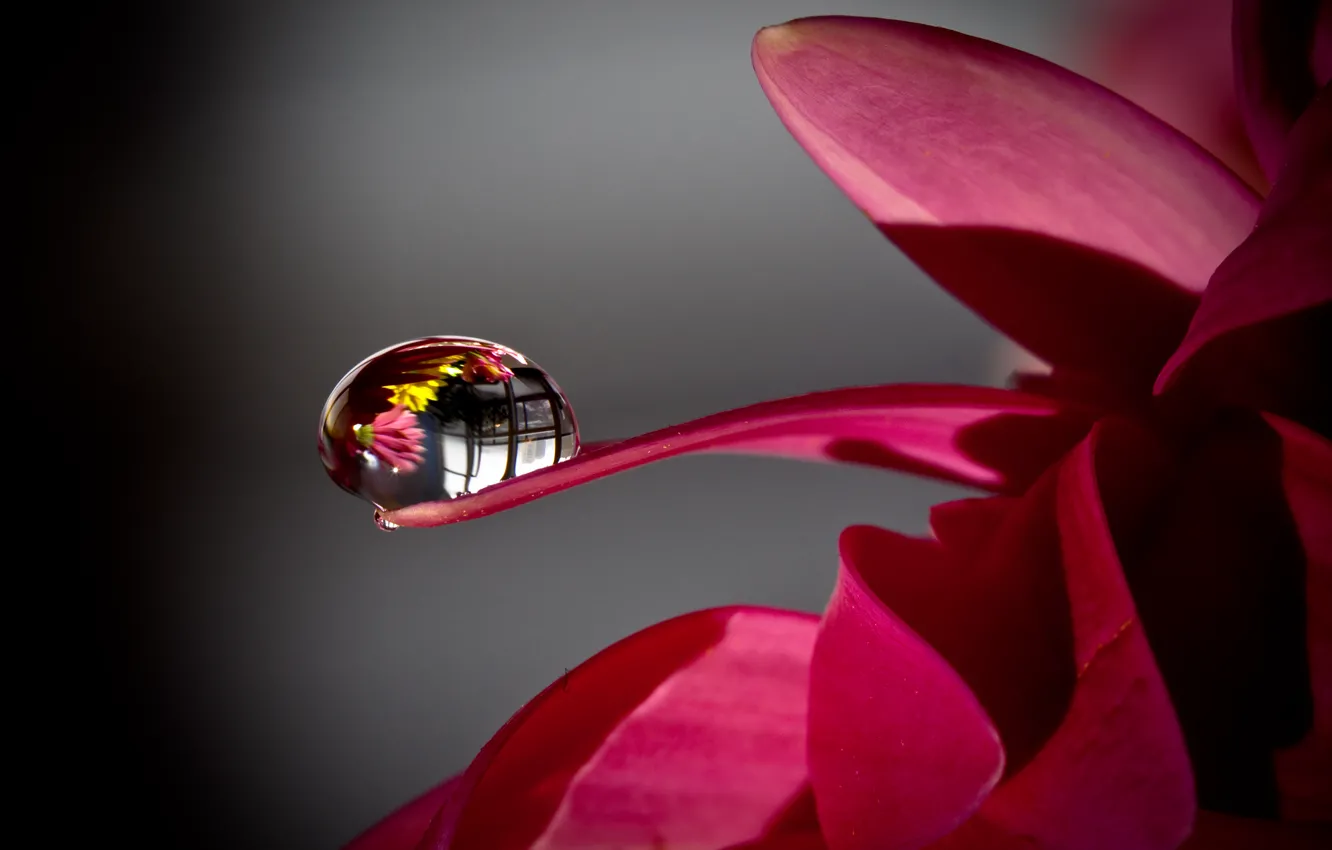Photo wallpaper flower, macro, reflection, drop, the world