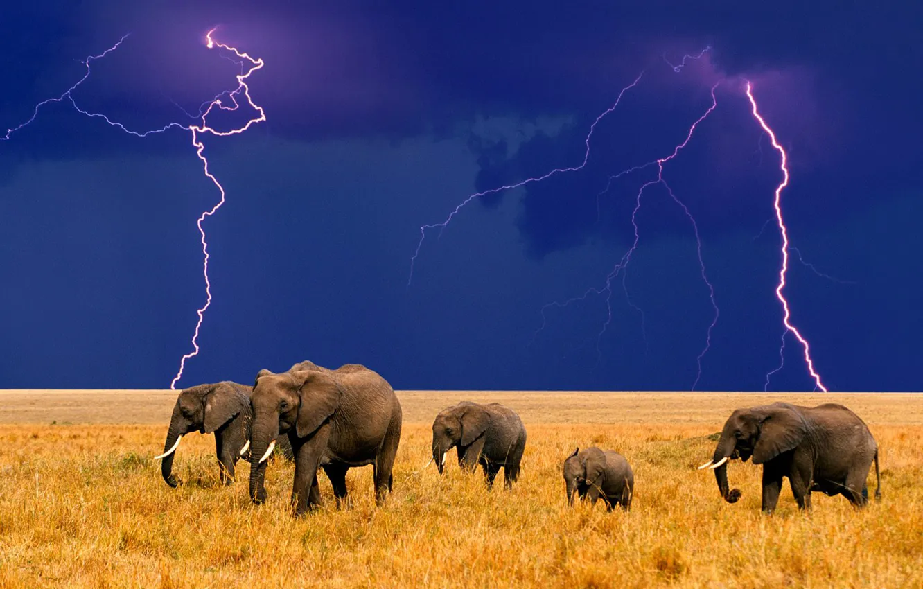 Photo wallpaper lightning, Africa, elephants