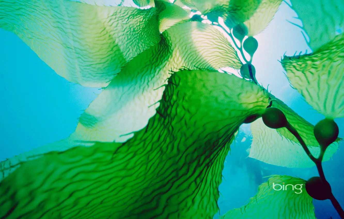 Photo wallpaper sea, leaves, water, algae, the ocean, plant