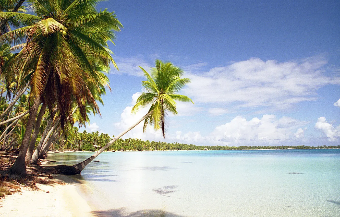 Photo wallpaper beach, tropics, palm trees, the ocean, island, exotic, Tuamotu