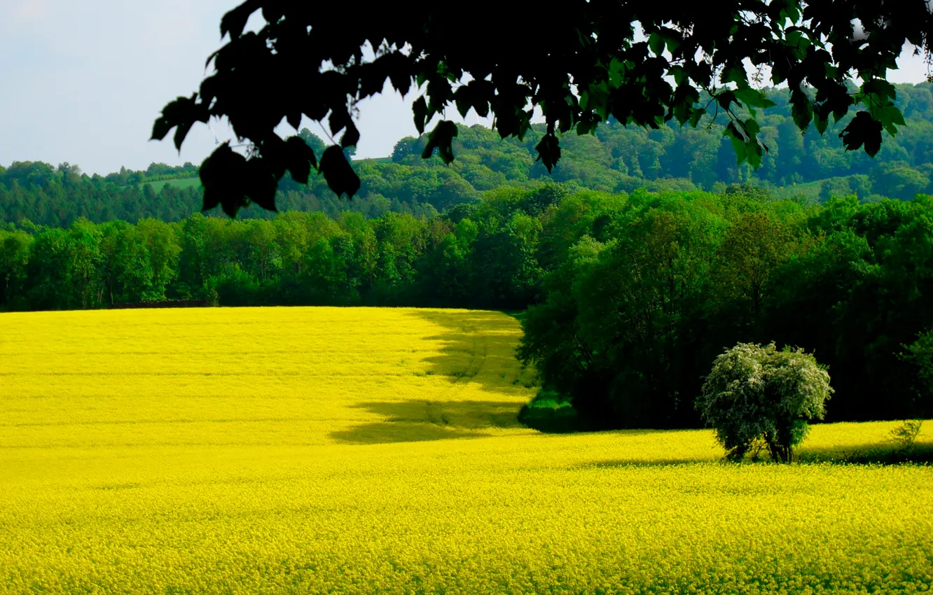 Photo wallpaper field, forest, leaves, branches