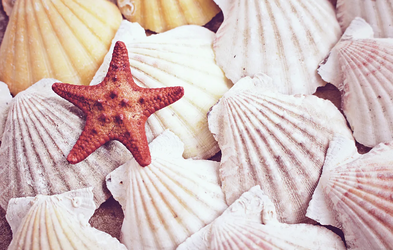 Photo wallpaper Nature, shell, starfish