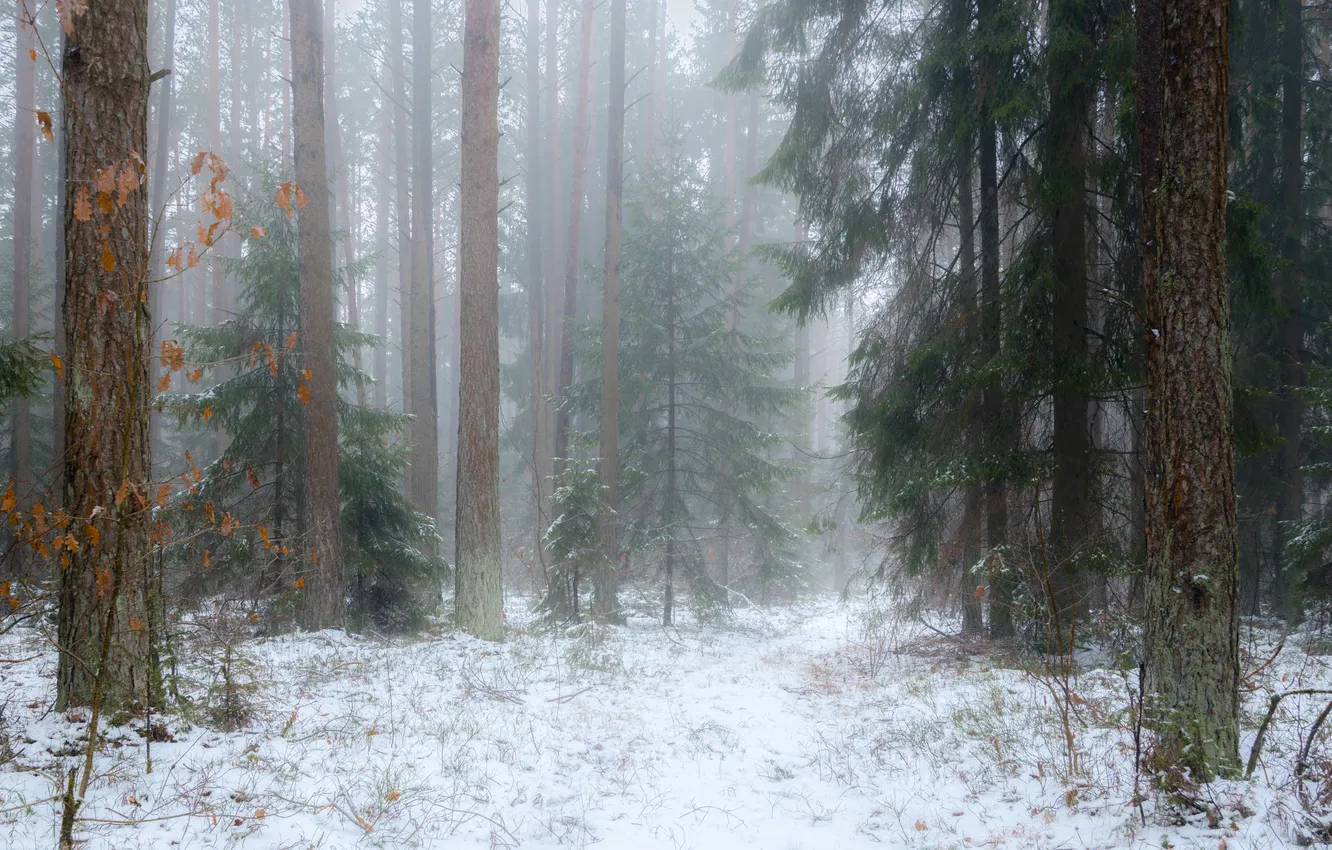 Photo wallpaper snow, trees, landscape, pine, winter forest, Ruslan Avdevich