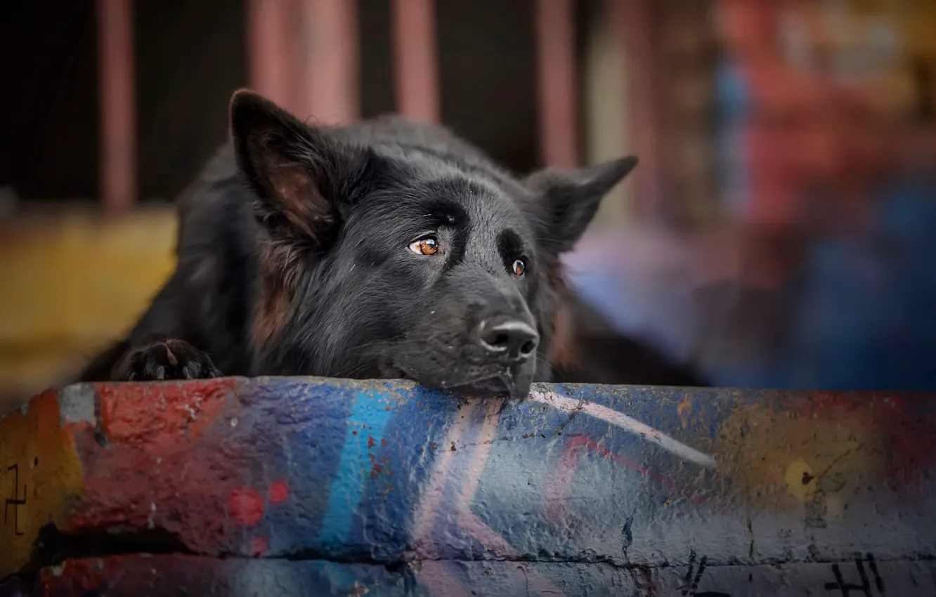 Photo wallpaper look, each, dog