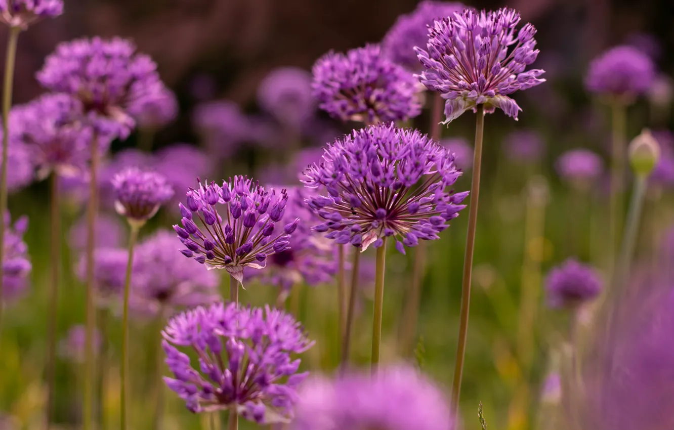 Photo wallpaper flowers, garden, lilac, bokeh, Allium, decorative bow