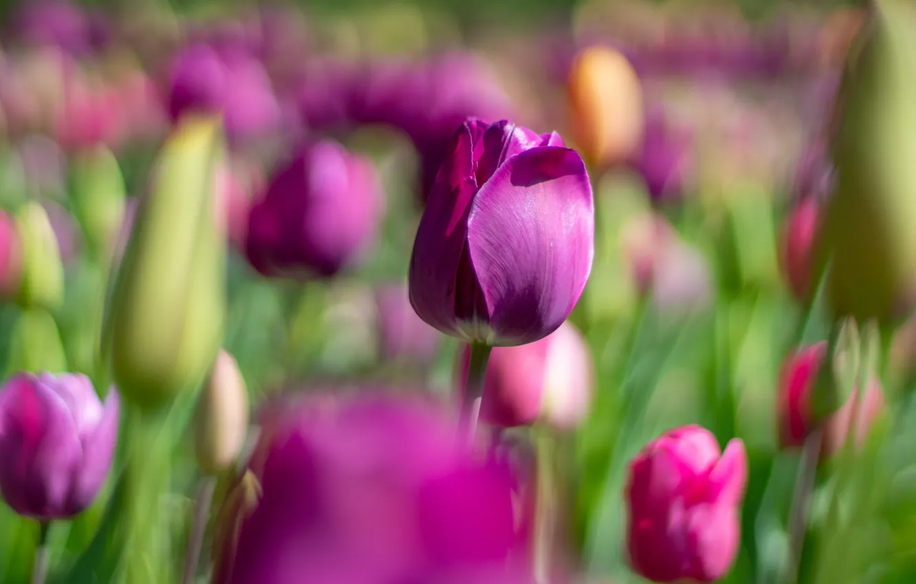 Photo wallpaper flowers, spring, purple, tulips, lilac, bokeh, blurred background